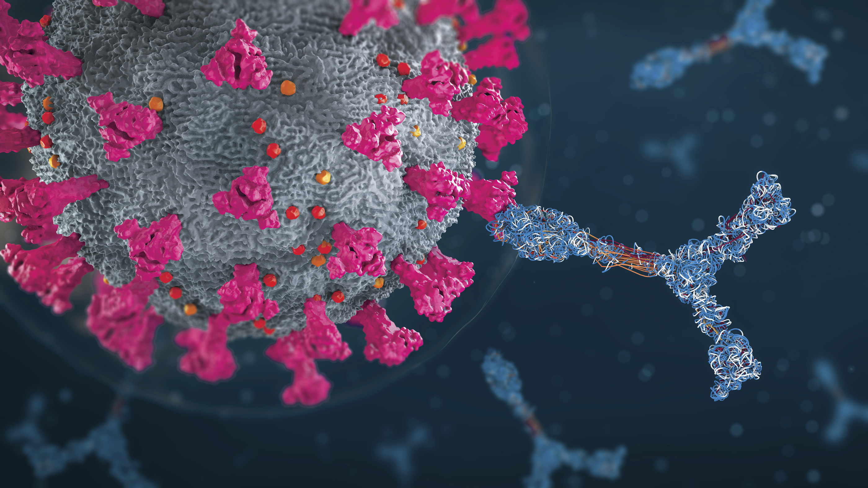 Antibodies attack a coronavirus particle in this illustration.