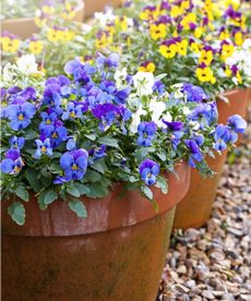 Spring flowers for pots