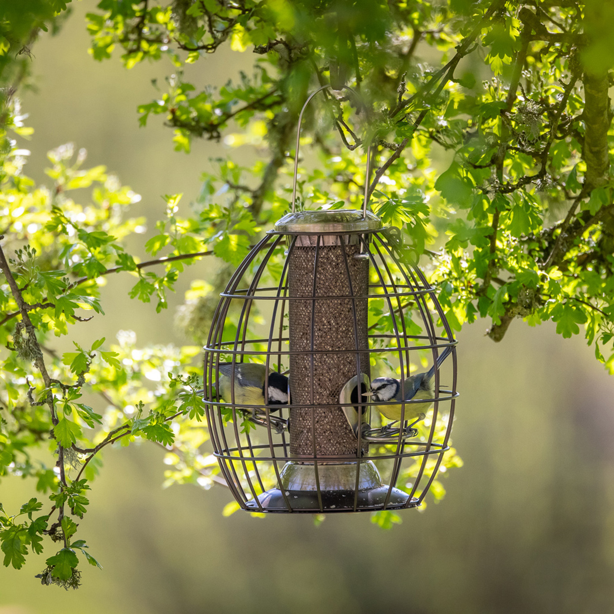Squirrel Proof Seed Feeder