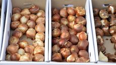 Spring bulbs stored in cardboard boxes