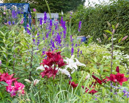 lilies among other flowers in a cutting garden