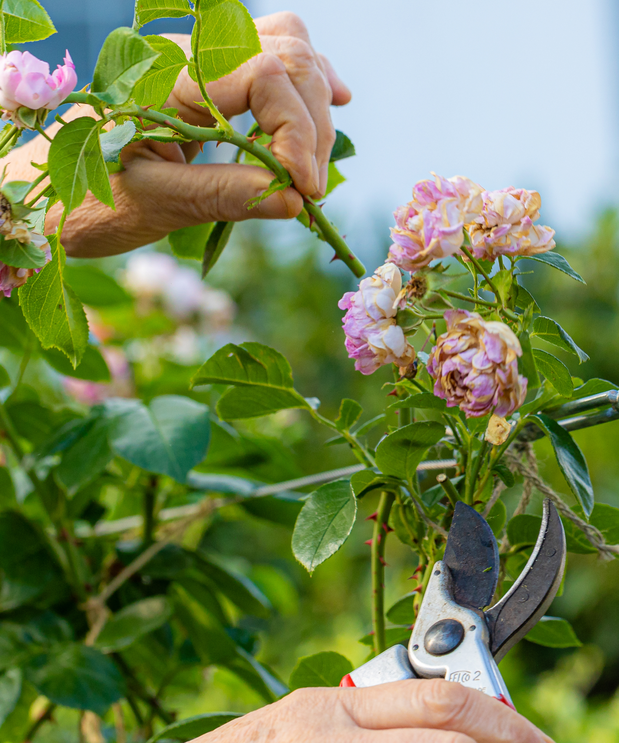 Senior hands carefully trimming old blooms and branches with secateurs, ensuring healthy plant growth and maintenance in a vibrant outdoor rose garden