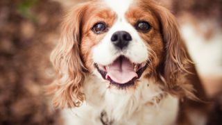 Easiest dog breeds