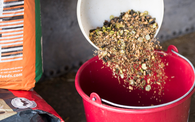 Saracen-Feed-pouring-into-bucket-new