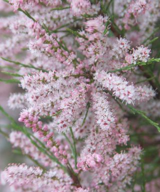 The delicate pink flowers of a Tamarix