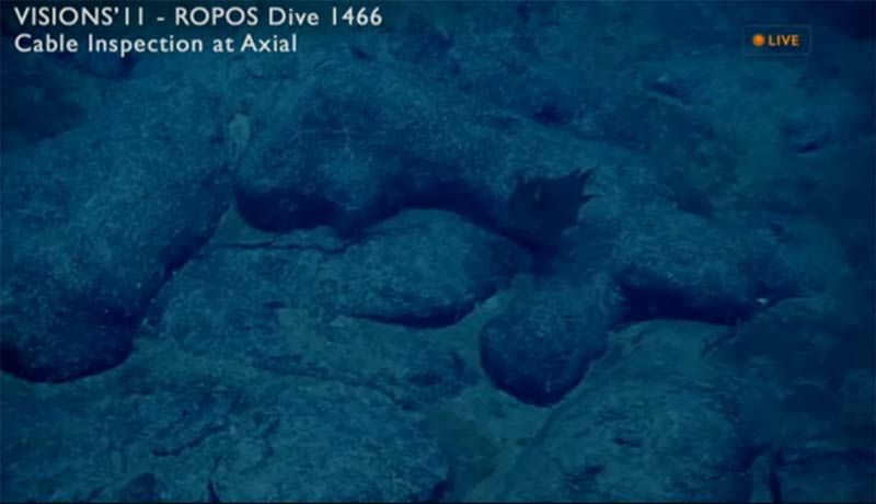 axial seamount video, underwater volcano video, undersea volcanoes, volcano video, underwater eruptions, volcanic eruptions underwater, underwater volcano