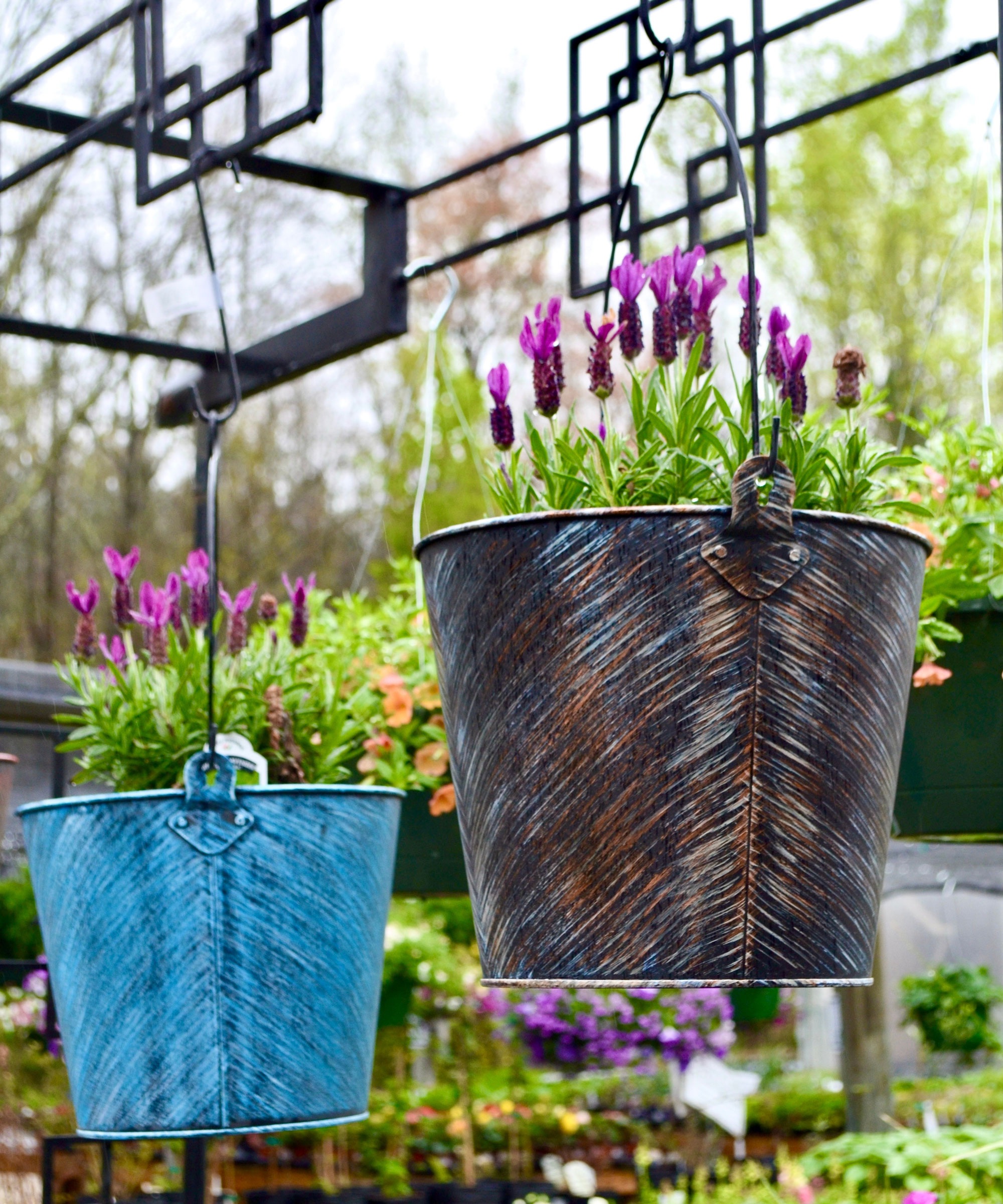 lavender plants hanging in garden