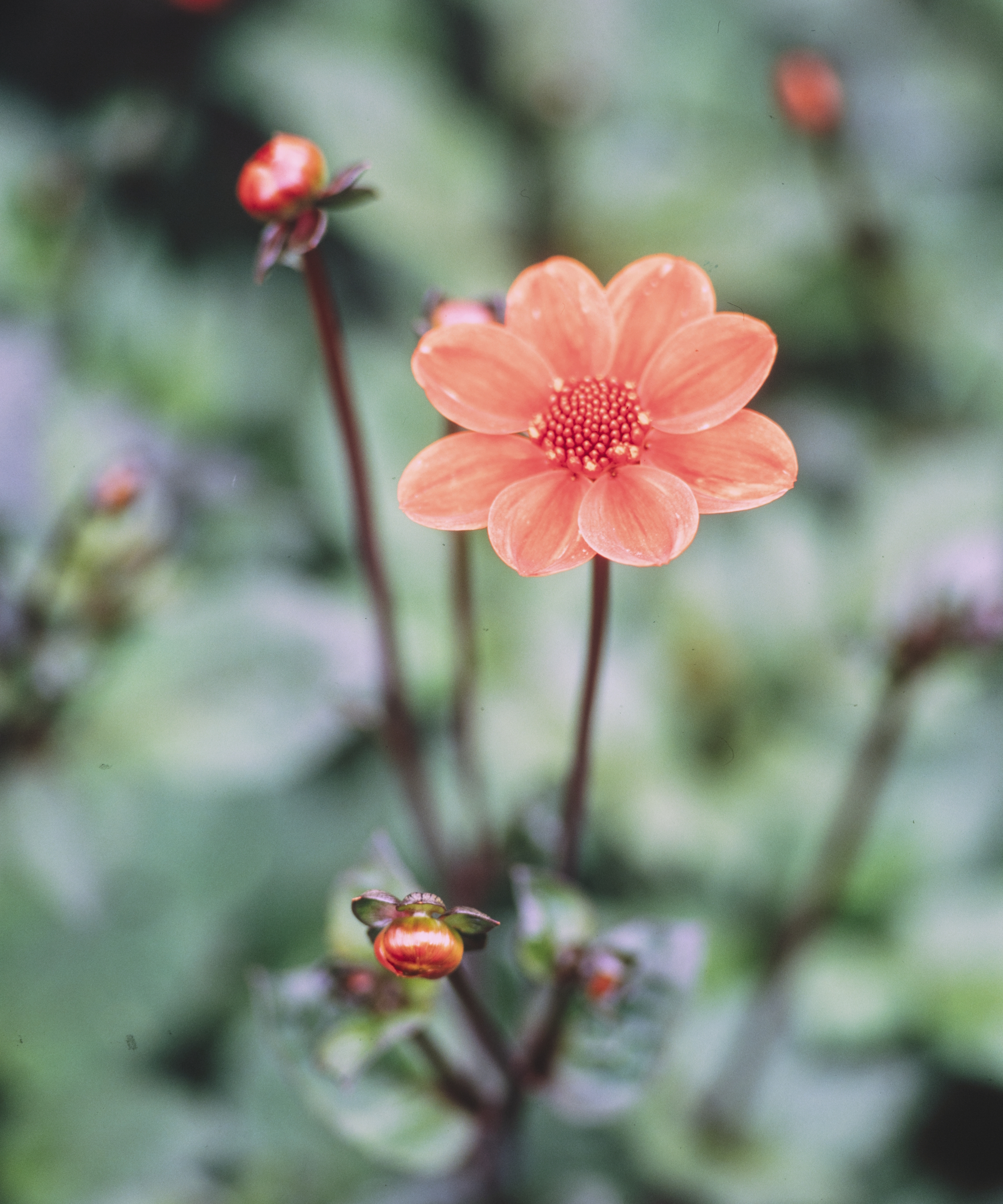 A red dahlia flowers and various buds pictured up close