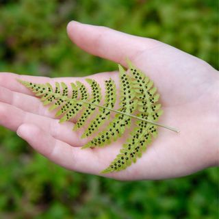 fern fertile frond showing sori