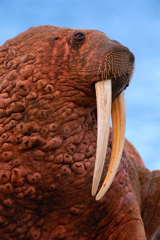 russ_walrus
