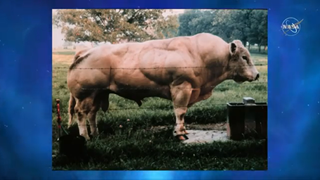 An animal lacking myostatin, which has led to excessive muscle growth.