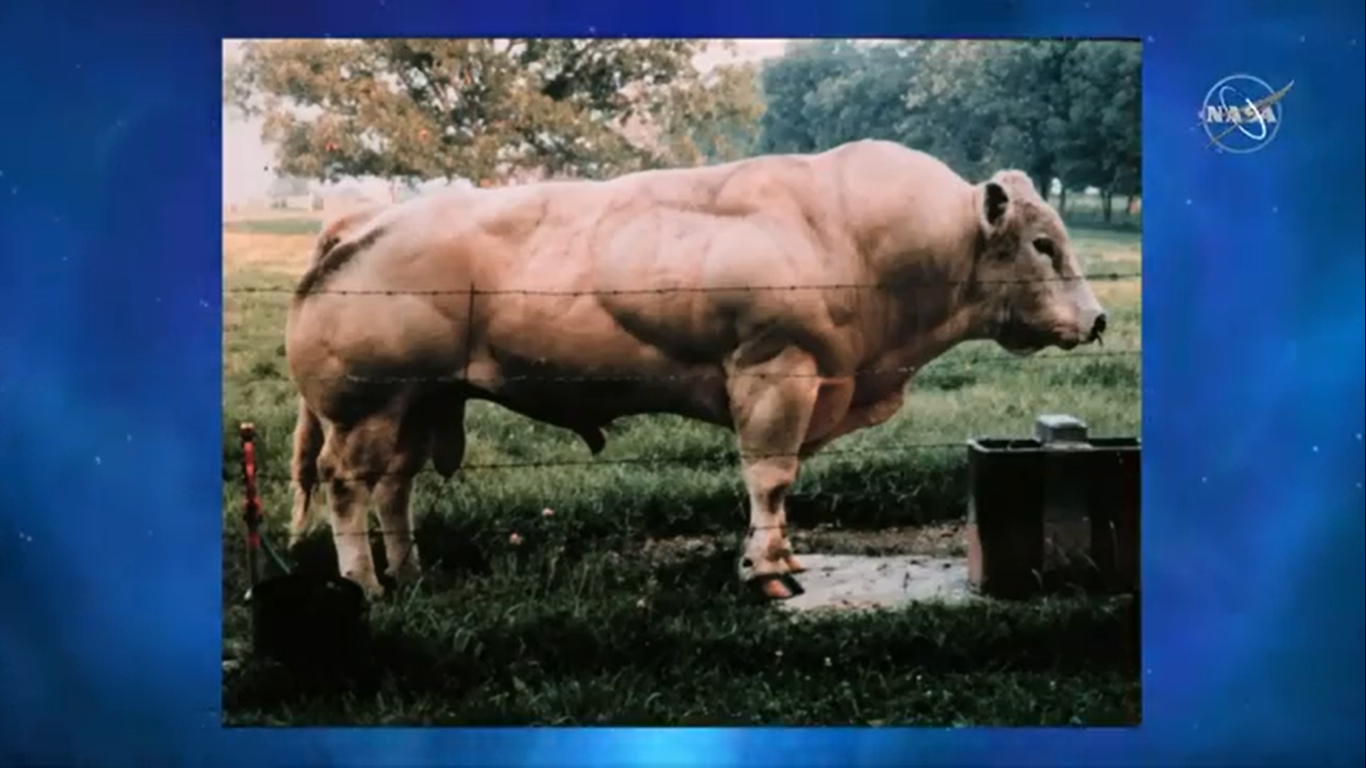 An animal lacking myostatin, which has led to excessive muscle growth. 