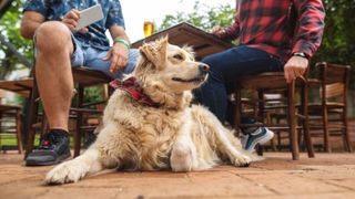 Dog sitting patiently waiting for owners to finish drinks 