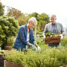 Senior couple gardening