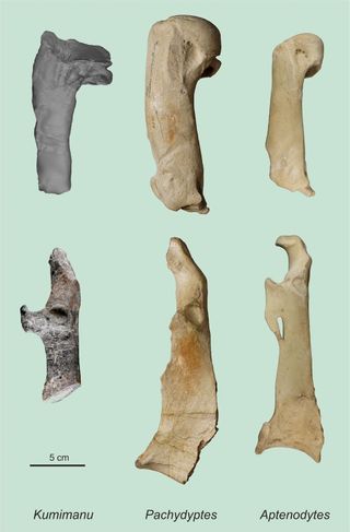 The upper arm bone, known as the humerus (top) and a bone from the shoulder girdle (coracoid, bottom) of the Paleocene giant penguin Kumimanu biceae, compared with the corresponding bones of one of the largest fossil penguins known to date, Pachydyptes ponderosus (from the Eocene epoch in New Zealand), and those of a modern emperor penguin (Aptenodytes forsteri).