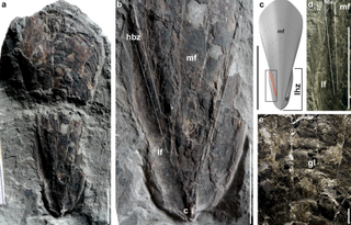 A 30 million-year-old fossil squid discovered outside Budapest.
