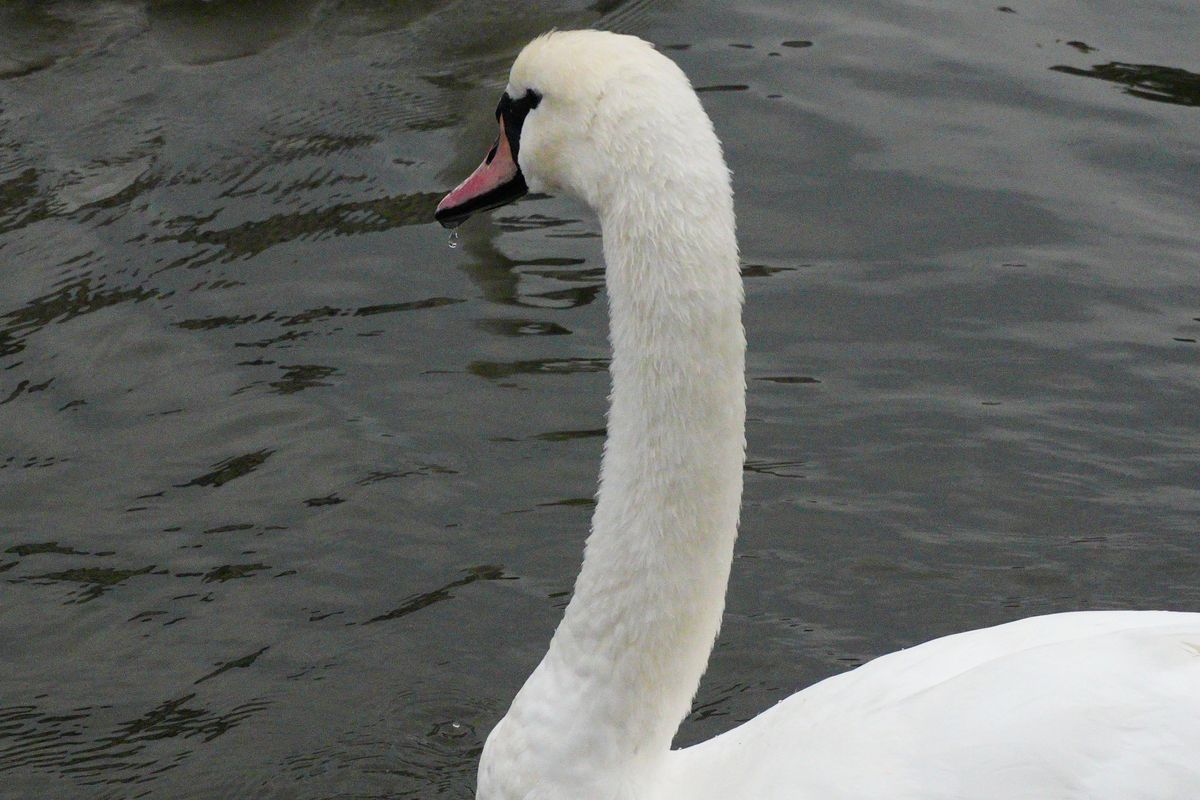 A photo of a swan, taken on a Sony ZV-E10 II vlogging camera