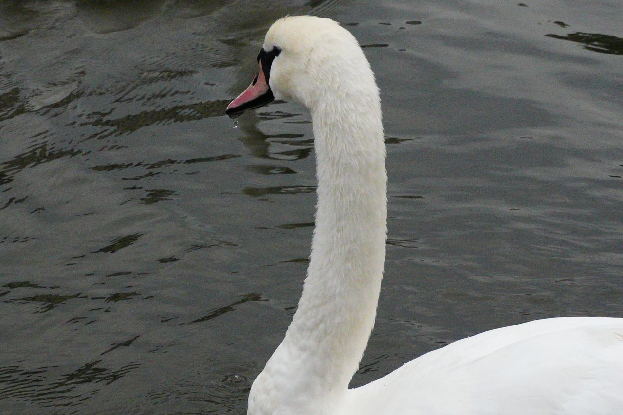 A photo of a swan, taken on a Sony ZV-E10 II vlogging camera