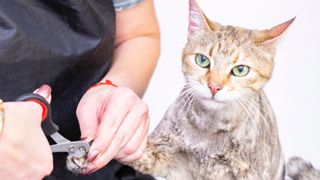 Cat getting nails trimmed