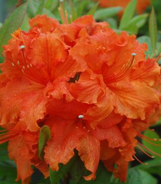 Bright orange azalea flowers