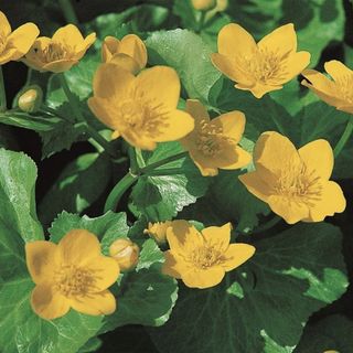 Caltha Palustris or Marsh Marigold a yellow pond plant 