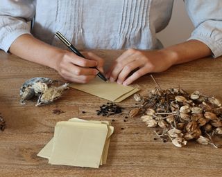 Female seated at wooden table with dried seeds and envelopes for autumn seed saving