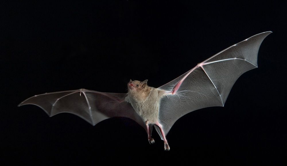 Bat in flight