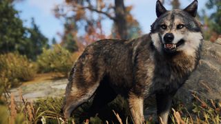 A wolf in survival game Rust