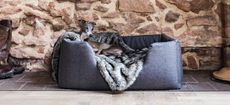 stylish dog beds