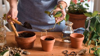person planting a pothos cutting