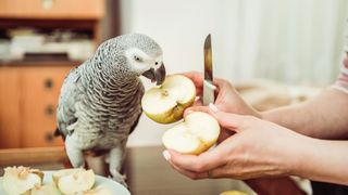 Grey parrot eating apple