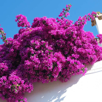 Bougainvillea, Fast Growing Trees