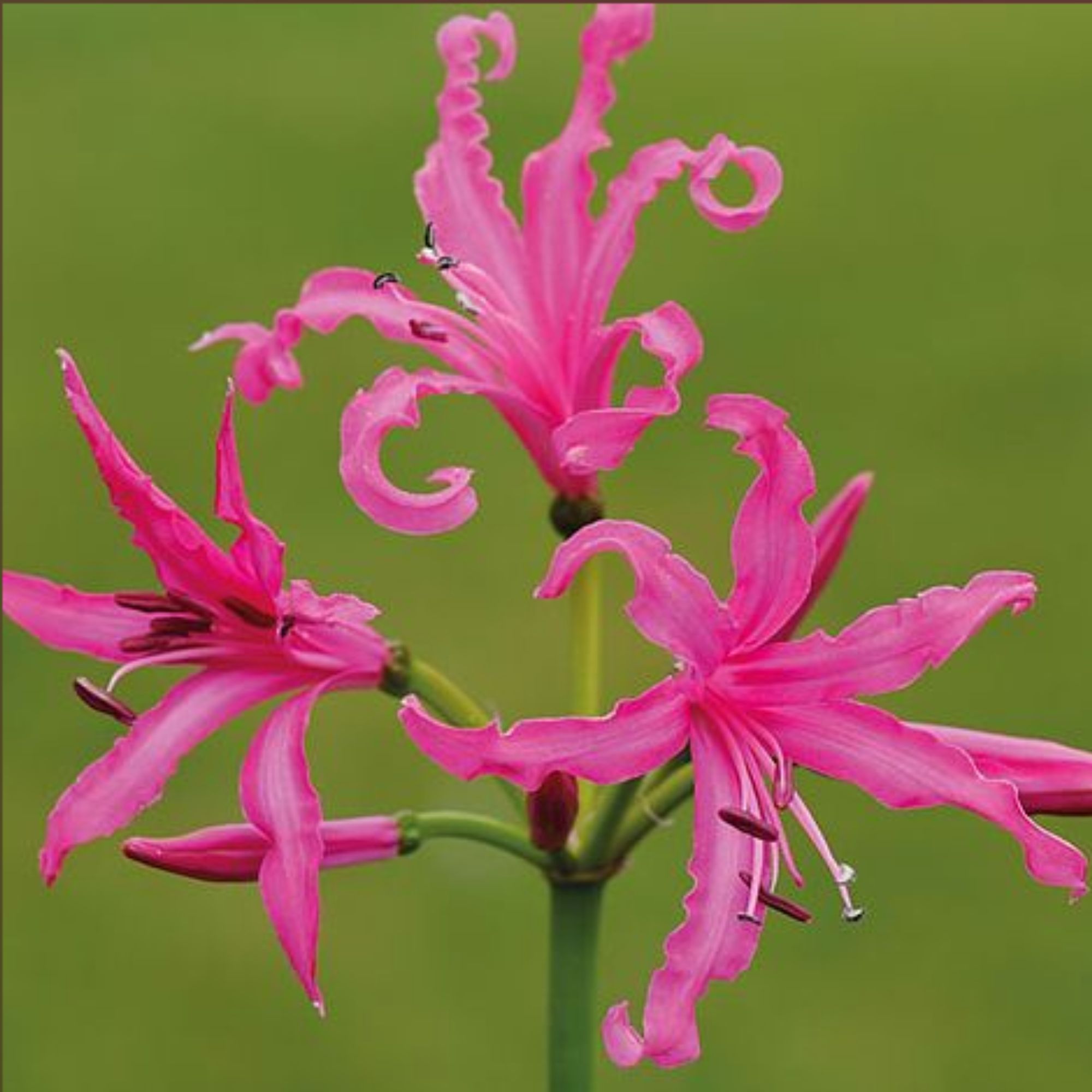 Nerine bowdenii 'Isabel' Suttons
