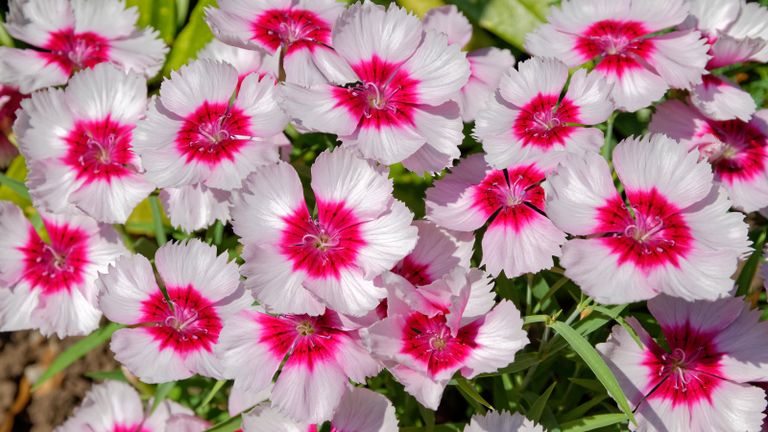pink Dianthus flowers