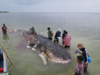 This dead sperm whale was found washed up on a beach in southern Indonesia on Nov. 19, its stomach full of nearly 13 pounds (6 kilograms) of plastic trash.