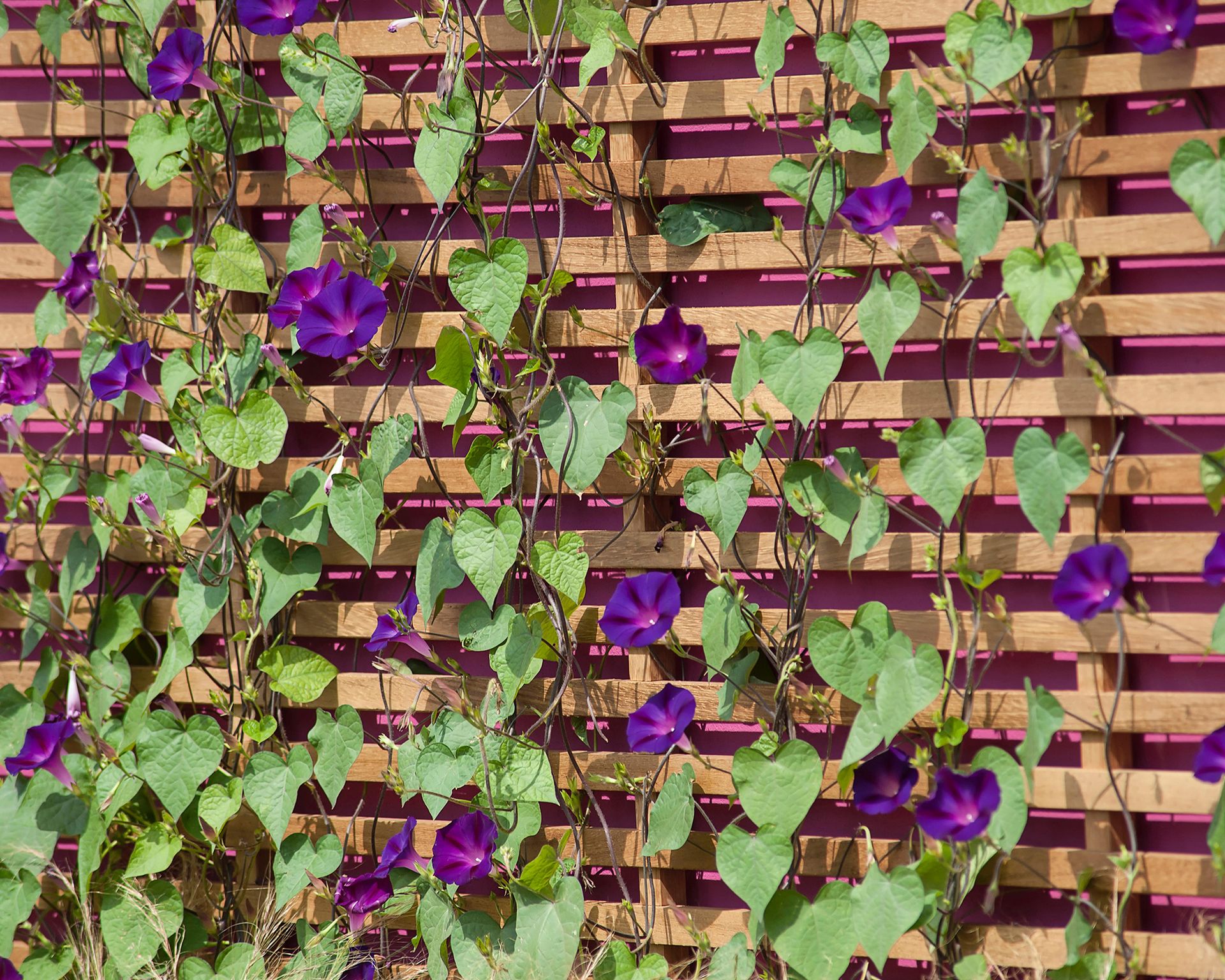 Why is my morning glory not blooming? 5 solutions to try Gardeningetc