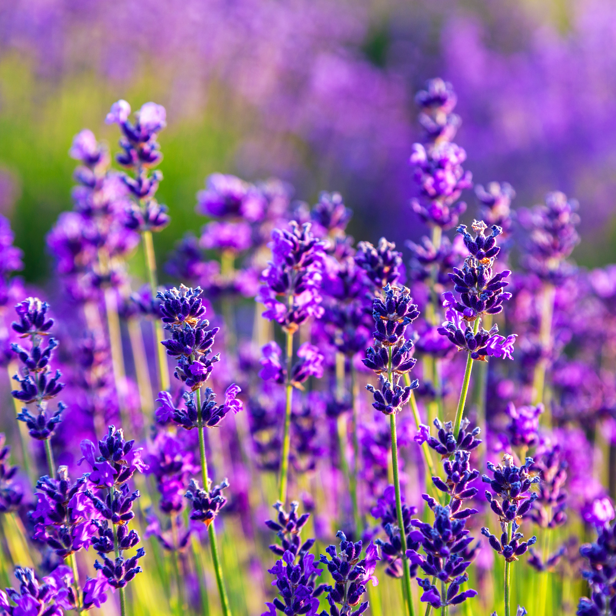 Violet lavender growing in sunshine