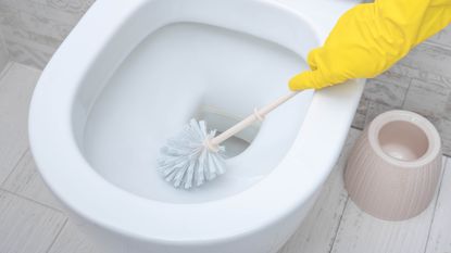 A toilet brush scrubbing a toilet
