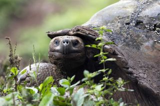 Tortoise on the Galapagos Islands