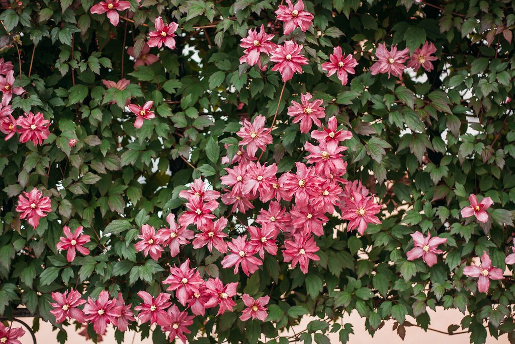 How to prune clematis everything you need to know Homes & Gardens