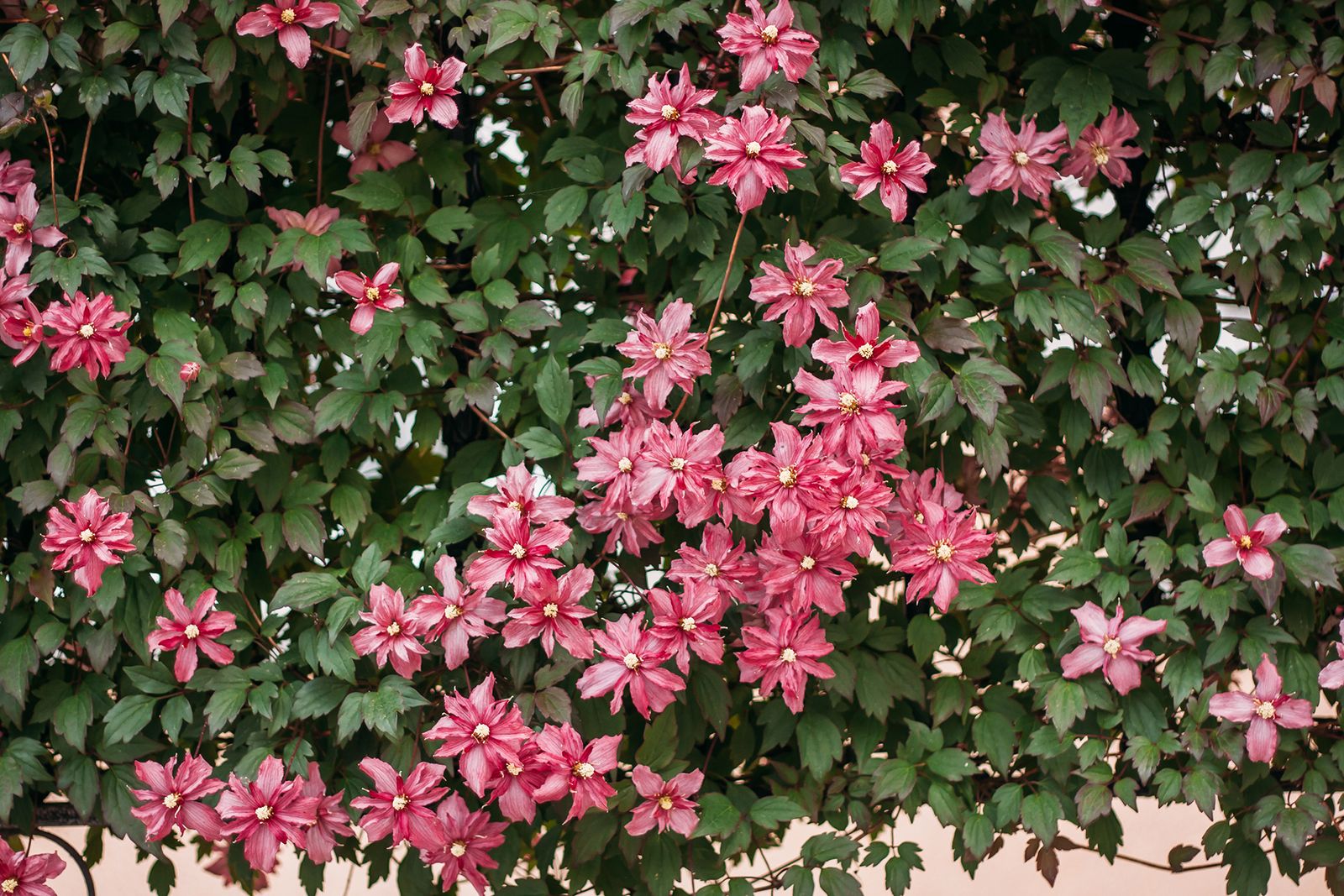 How to prune clematis everything you need to know Homes & Gardens