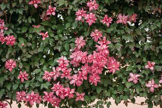 clematis with pink flowers