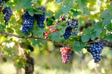 International Wineries Climate Action