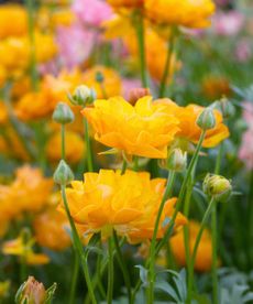 ranunculus