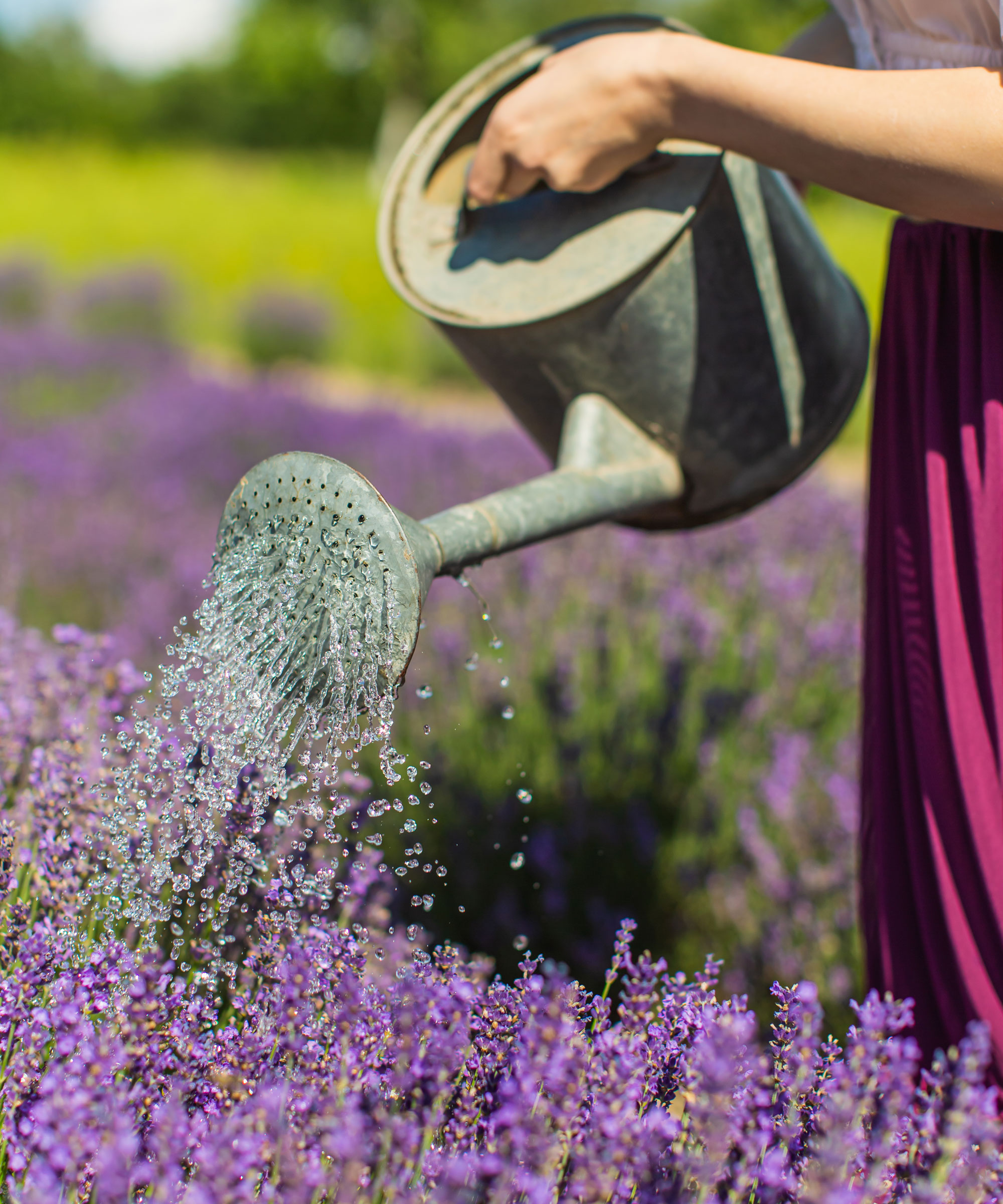 watering lavender with silver watering can