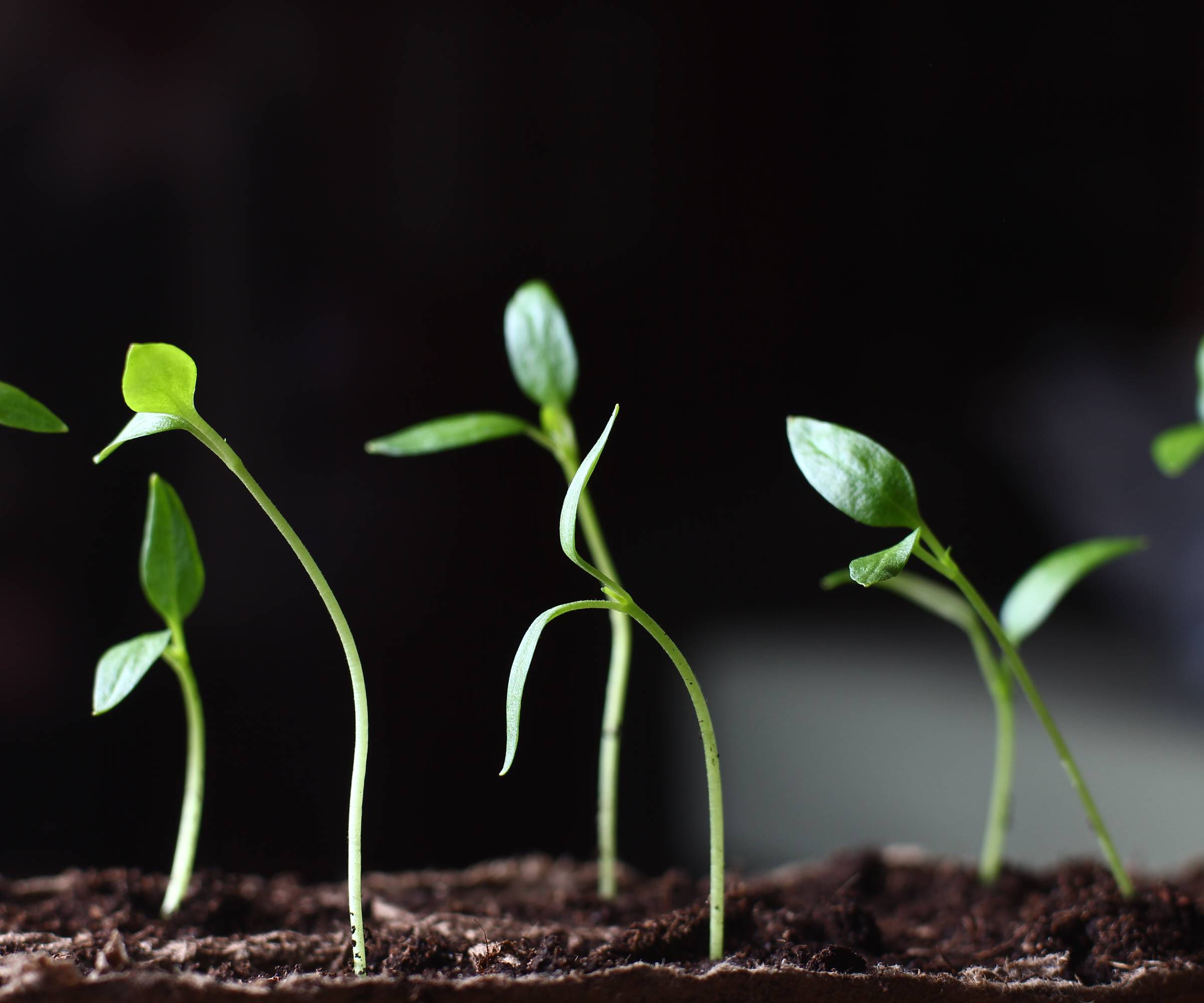 Leggy seedlings