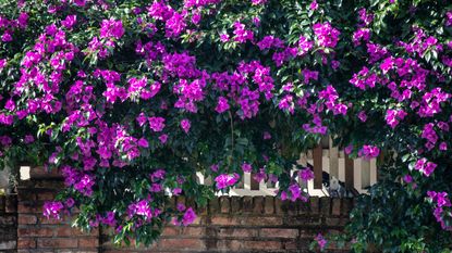 bright pink bougainvillea growing over a wall 