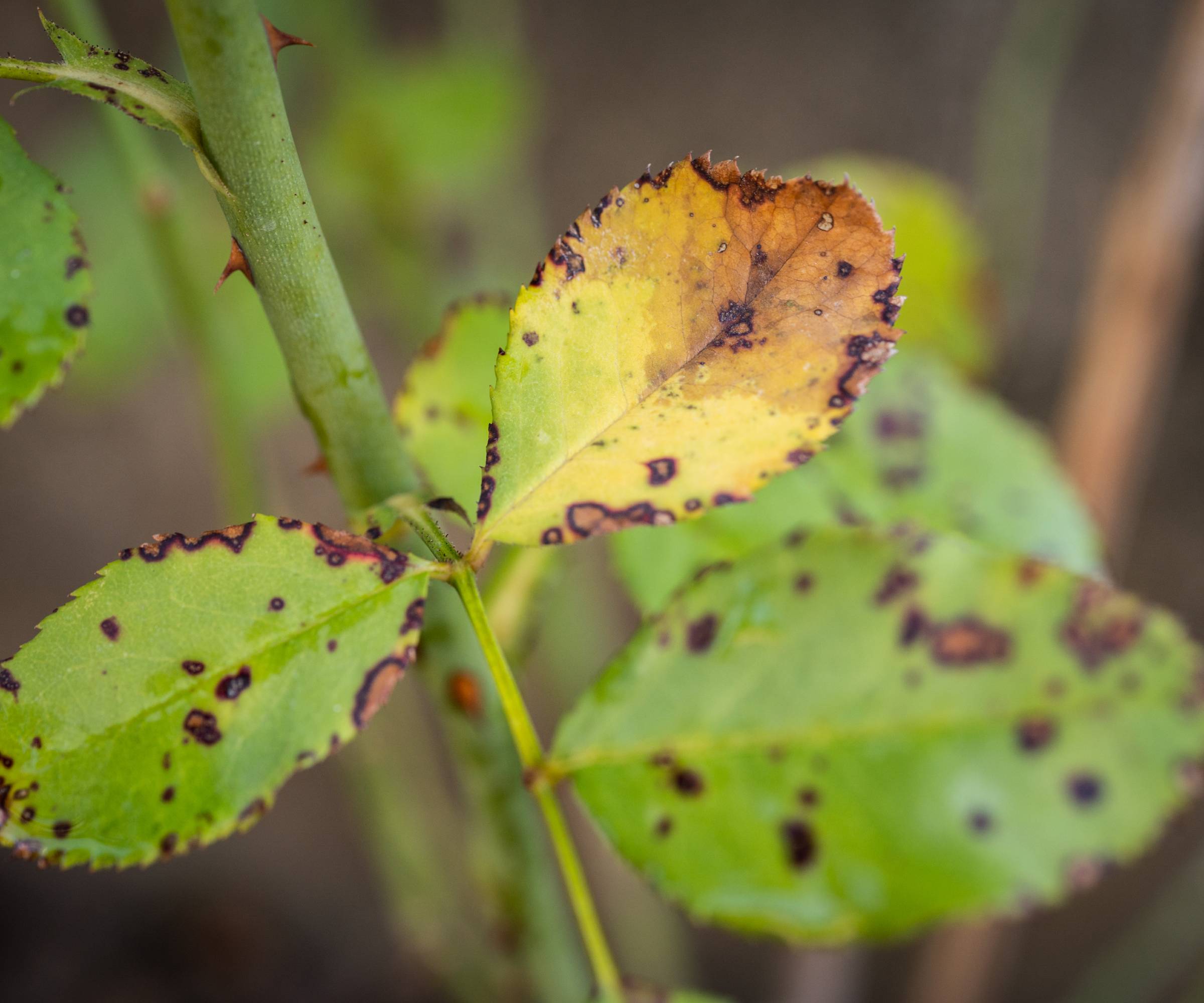 Yellow leaves caused by black spot on rose leaves
