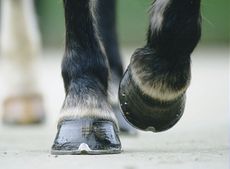 hooves4.jpg