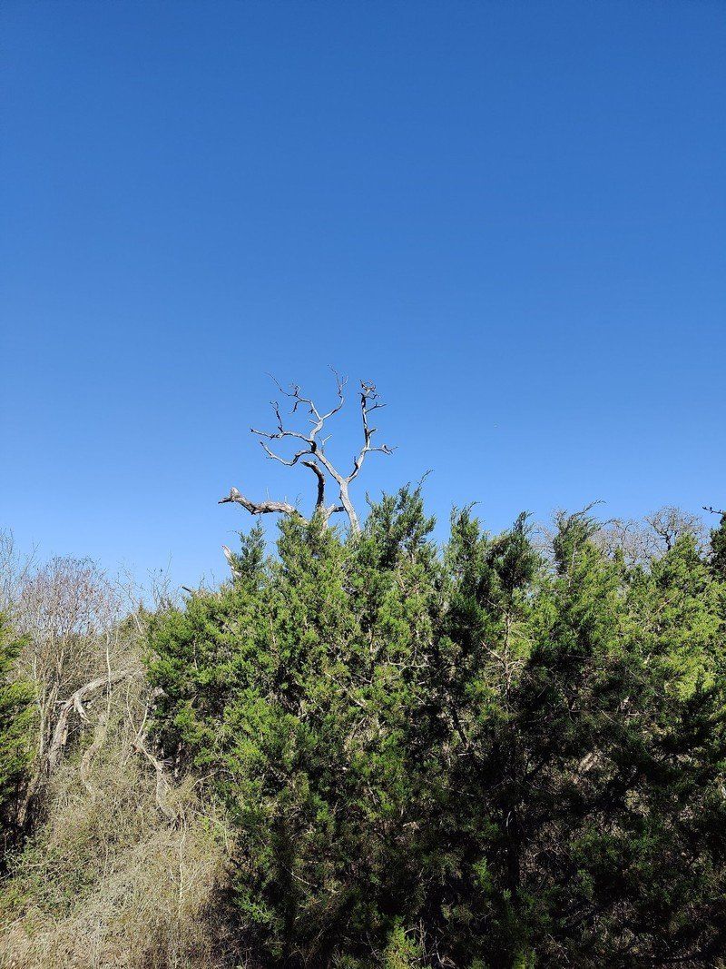Op9 Main Tree